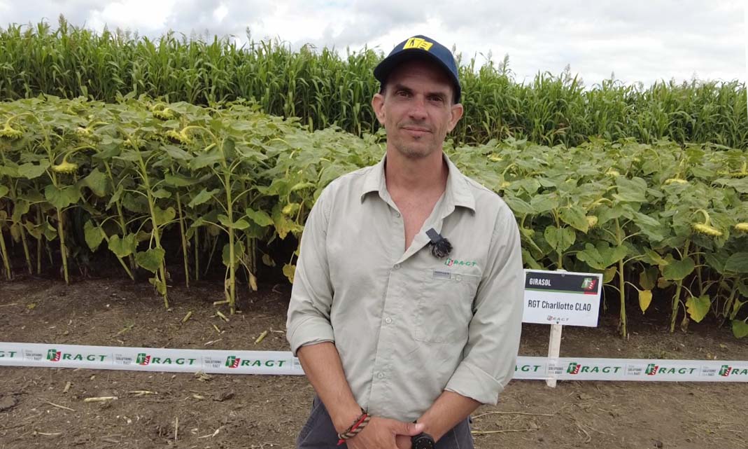Girasol: desde los resultados a campo al Congreso de ASAGIR en Mar del Plata